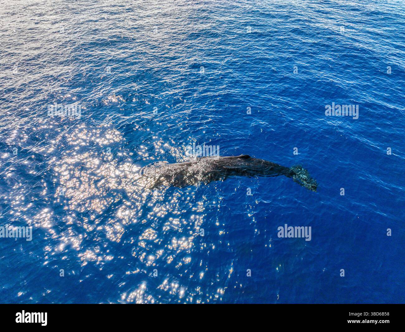 Above water whale wildlife hi-res stock photography and images - Alamy