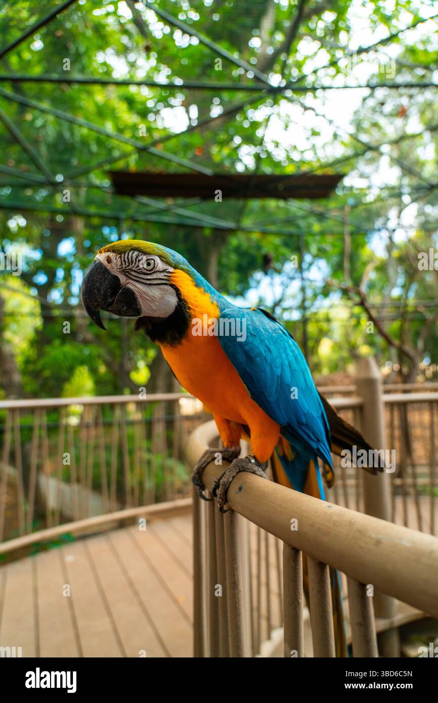 View of A vivid blue-and-yellow macaw sits calmly on a metal railing in an ...