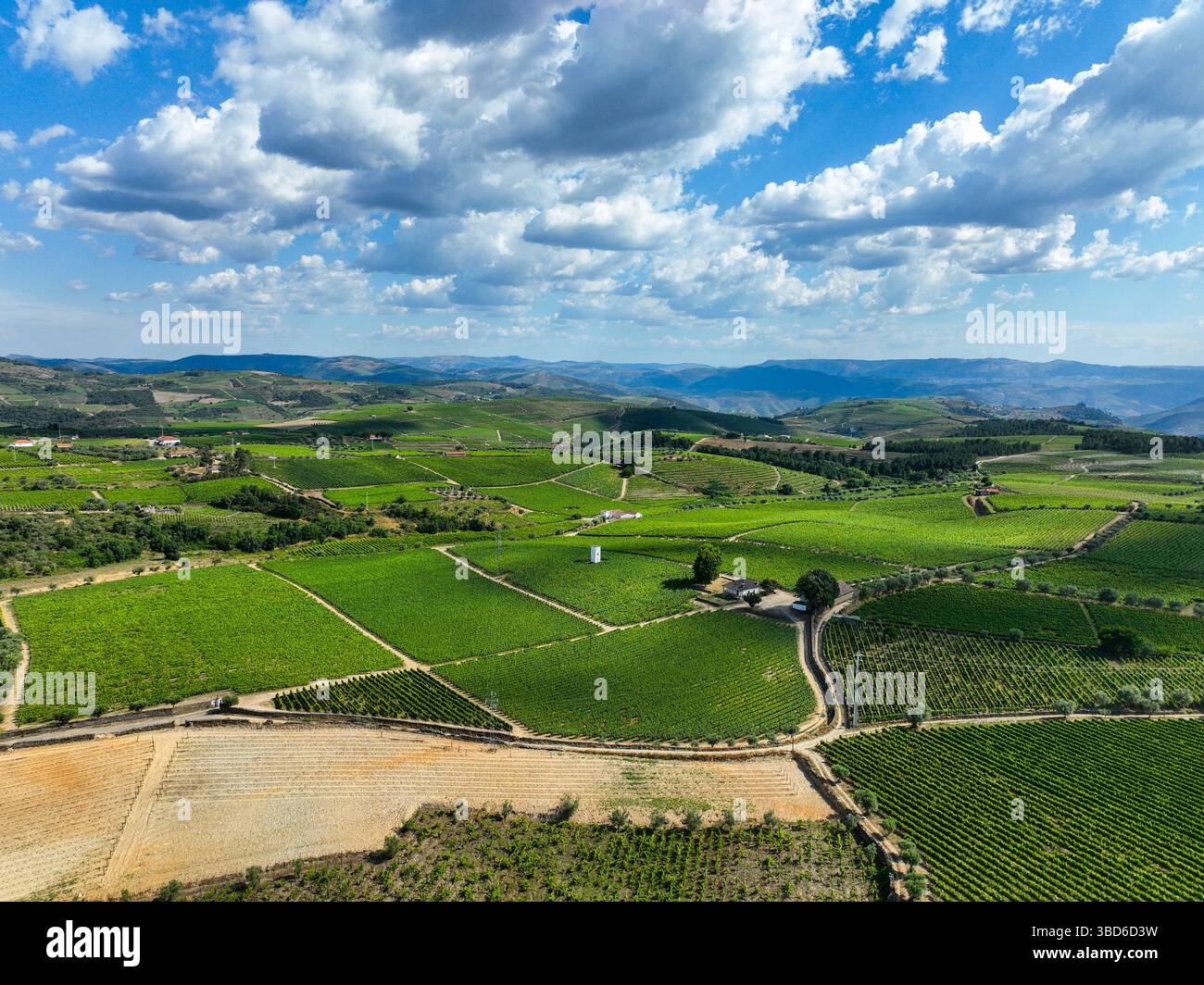 Aerial view of green vineyard plots laid out in geometric shapes under ...