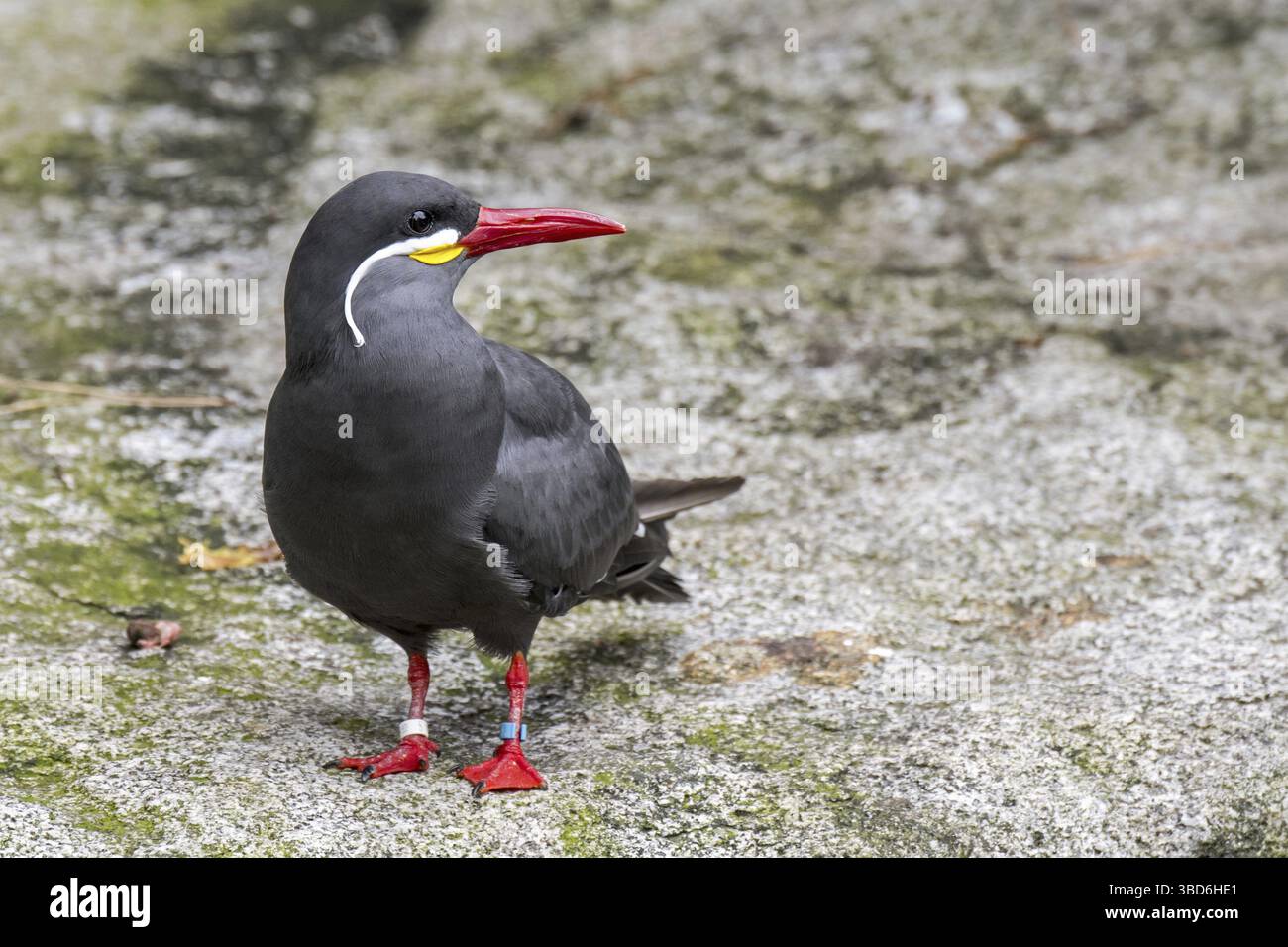 Inca tern (Larosterna inca) on the beach, native to Chile, Colombia ...