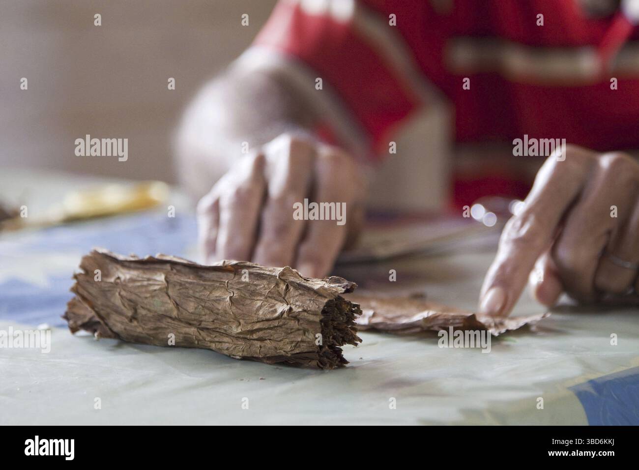 Cigar maker making a hand rolled cuban cigar from a bundle of dried ...