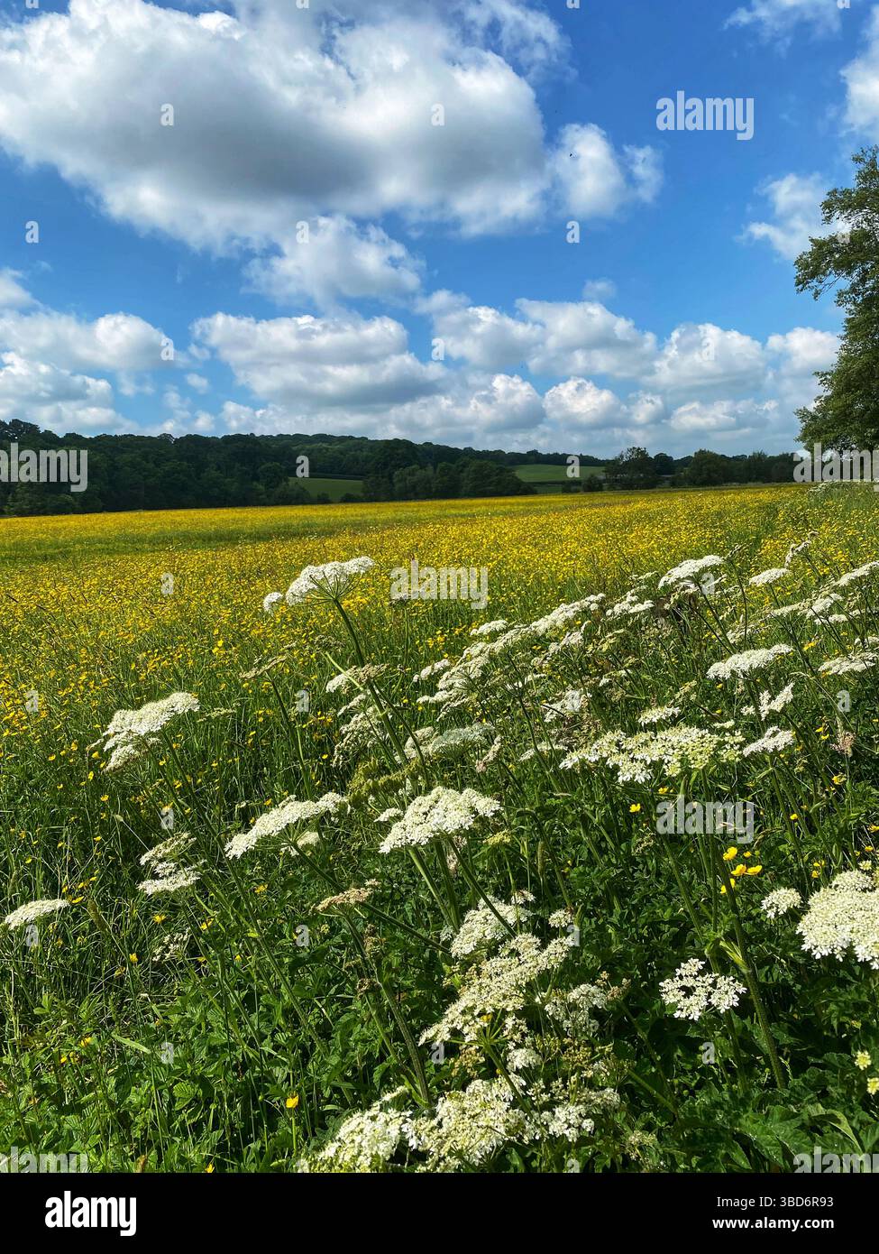 Springtime in England - Smartphone Captured Stock Image