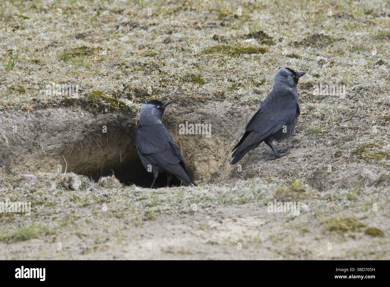 Warren Burrow Run Rabbit Western jackdaws, European jackdaw (Coloeus monedula) couple in front ...