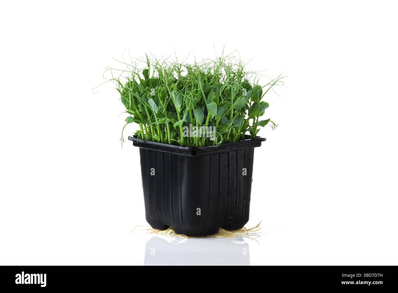 Fresh microgreens. Sprouts of peas isolated on white background Stock Photo