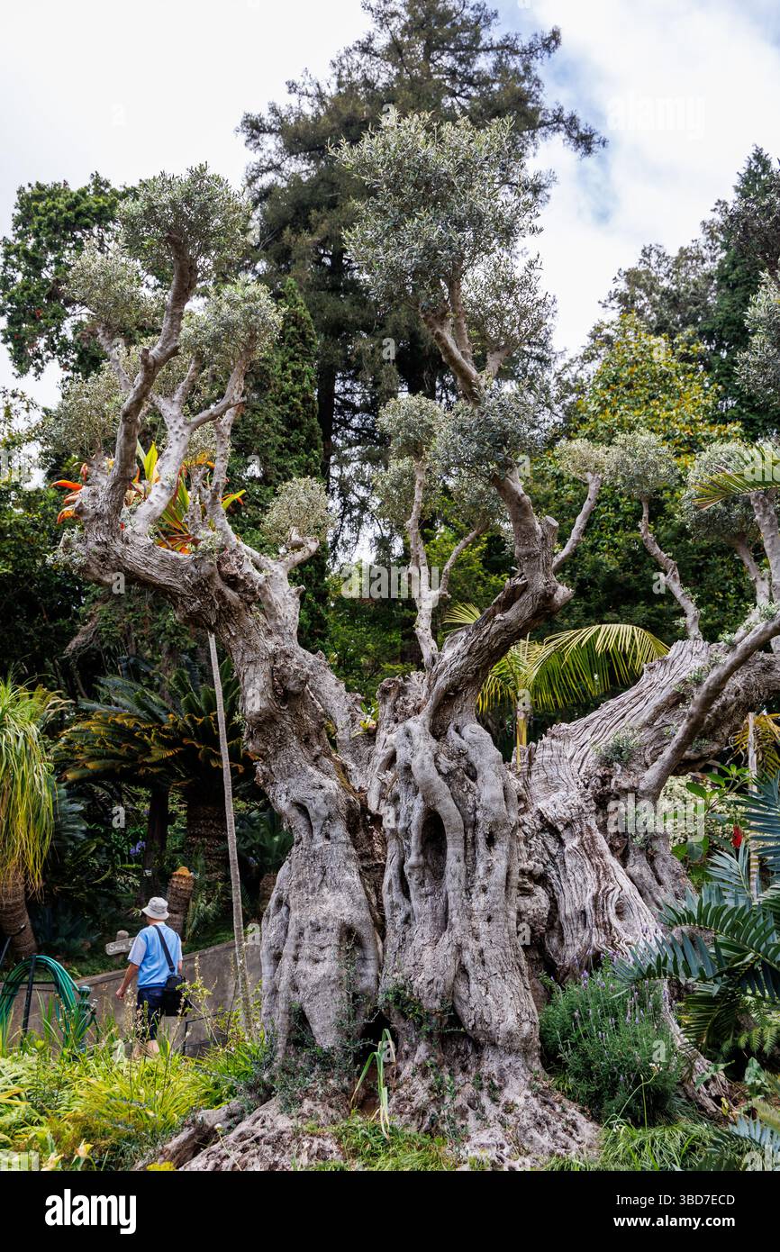 Funchal, Portugal - June 12, 2024: One of the oldest olive tree on Madeira, in Monte Palace - Tropical Garden in Funchal Stock Photo