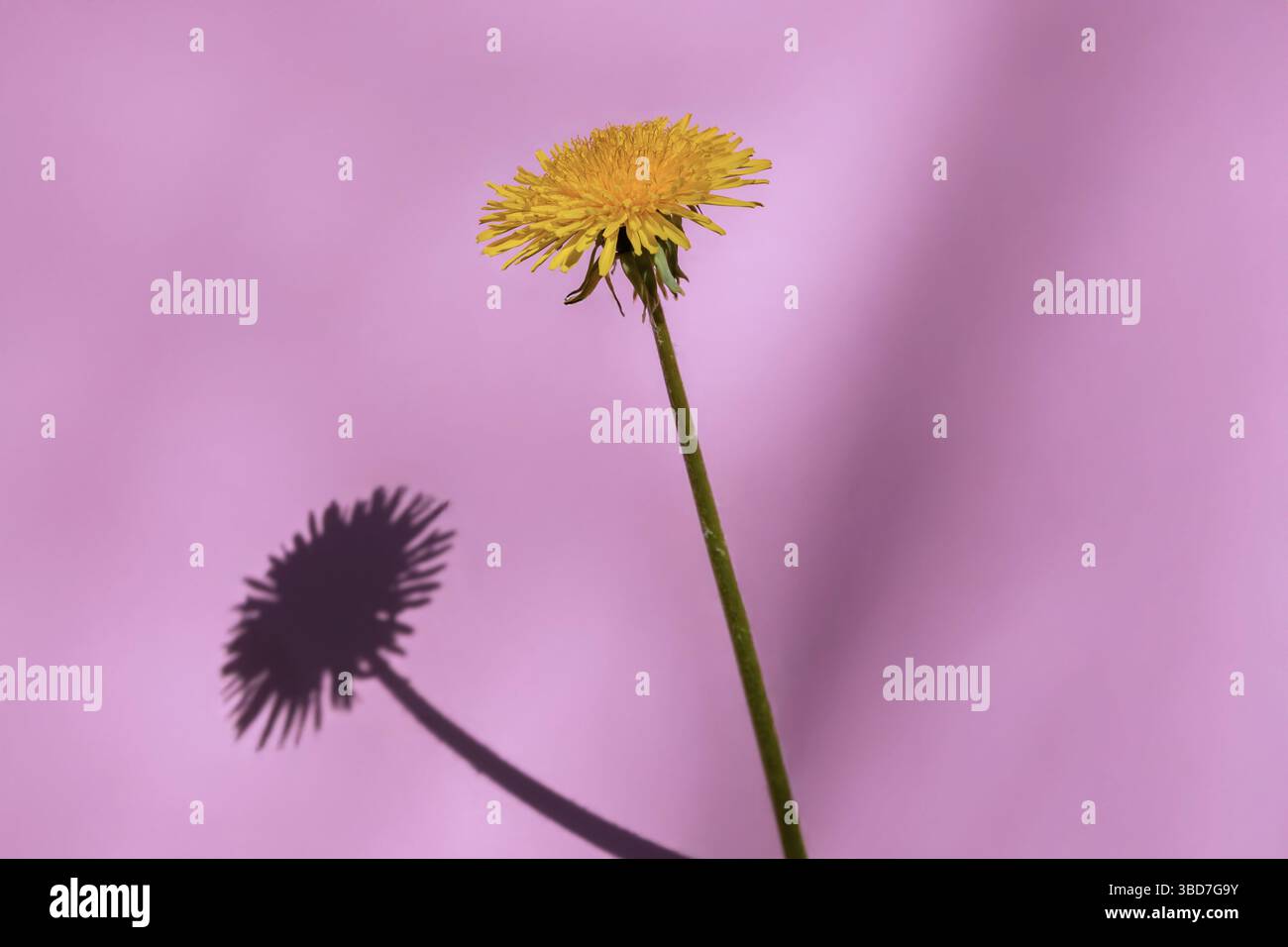 Minimalist close-up of a yellow dandelion casting a sharp shadow on a soft pink background, emphasizing contrast and form. Stock Photo