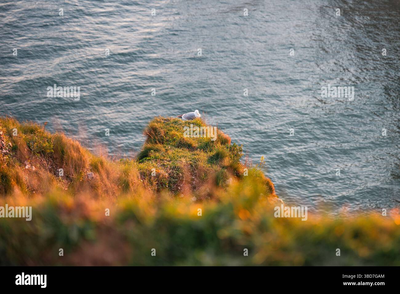 Two Seagulls Resting on Etretat Cliffs Stock Photo