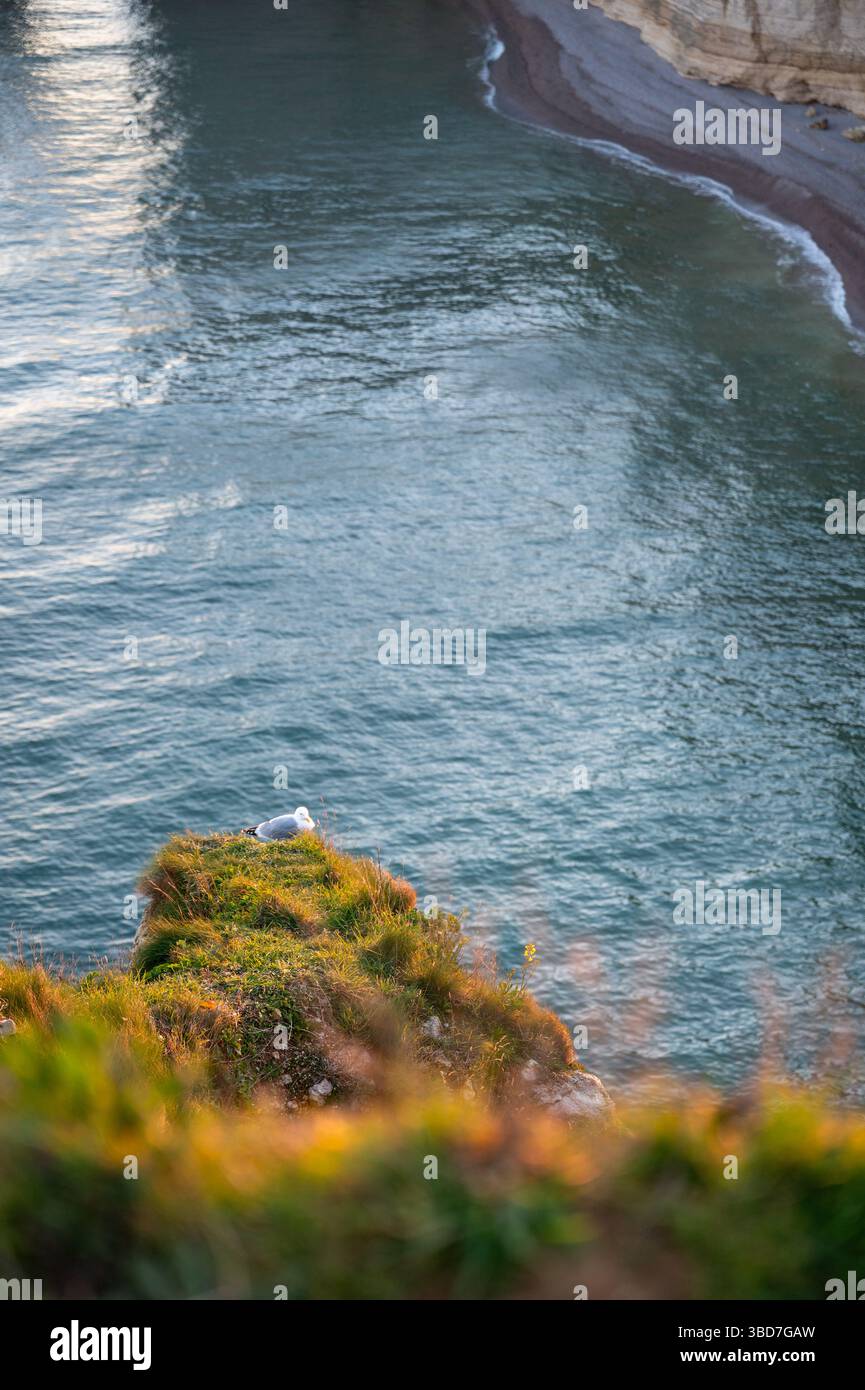 Two Seagulls Resting on Etretat Cliffs Stock Photo