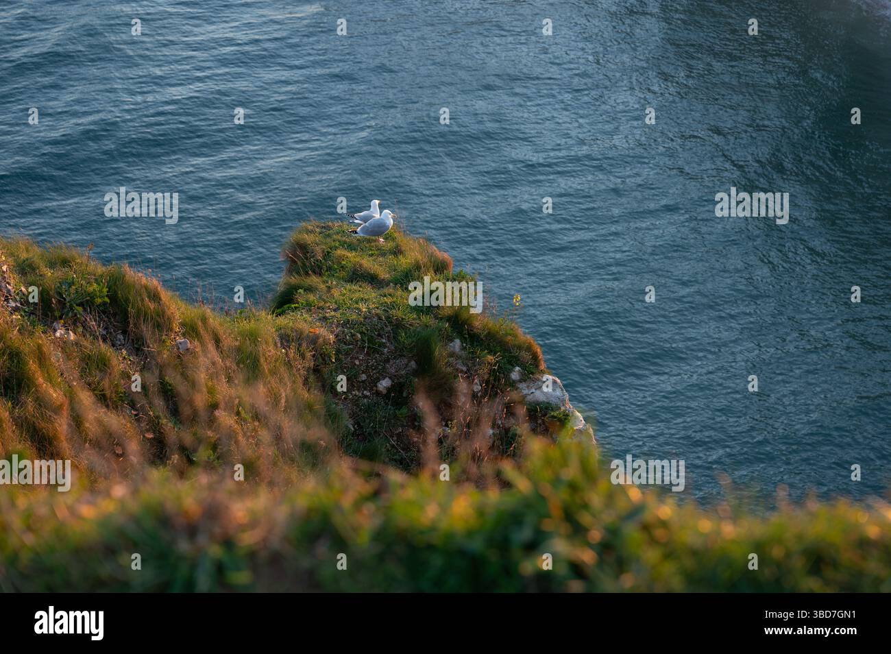 Two Seagulls Resting on Etretat Cliffs Stock Photo
