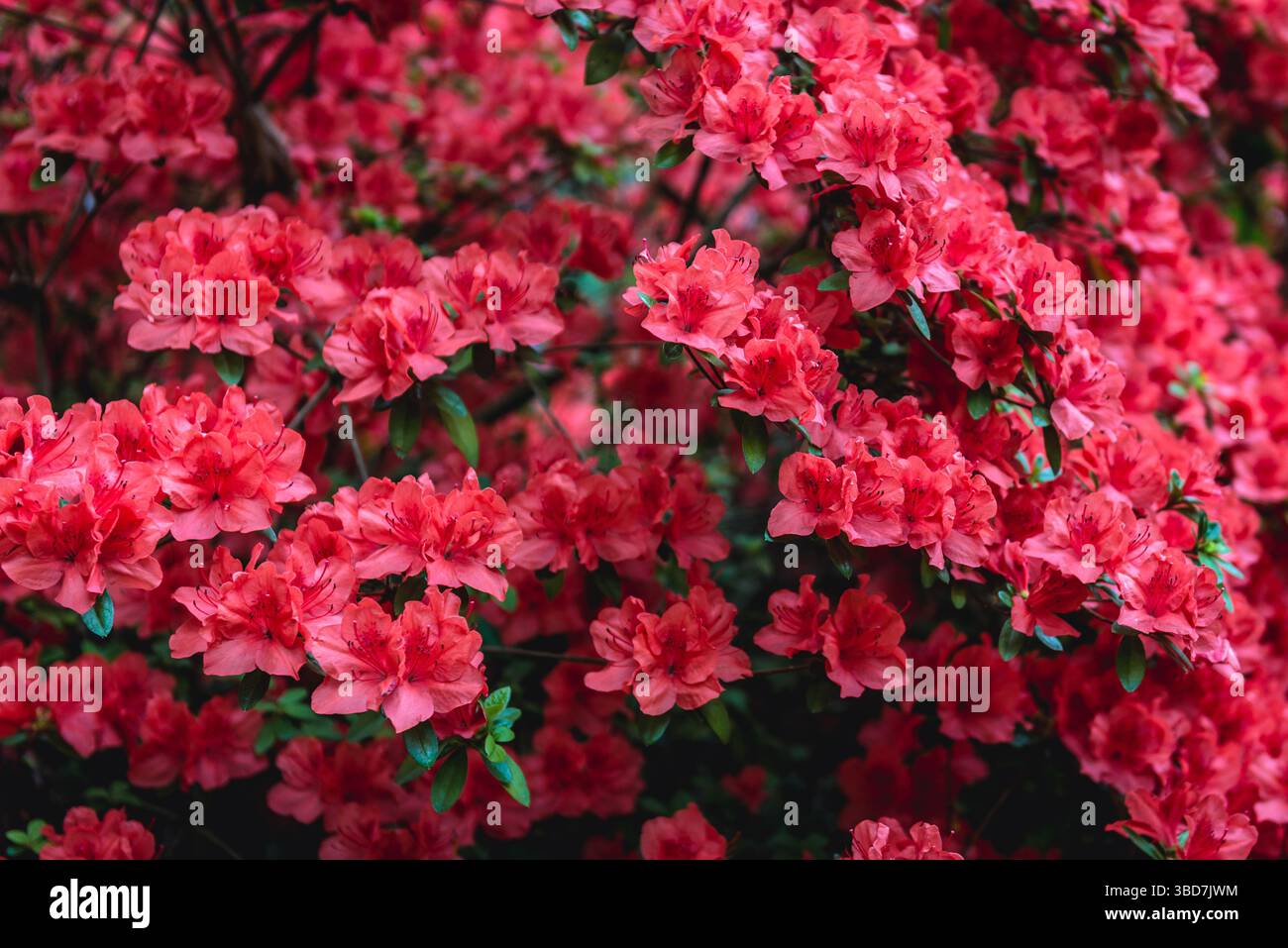 Flowers of Rhododendron 'Glowing Embers' variety. A deciduous azalea, small  bush Stock Photo - Alamy