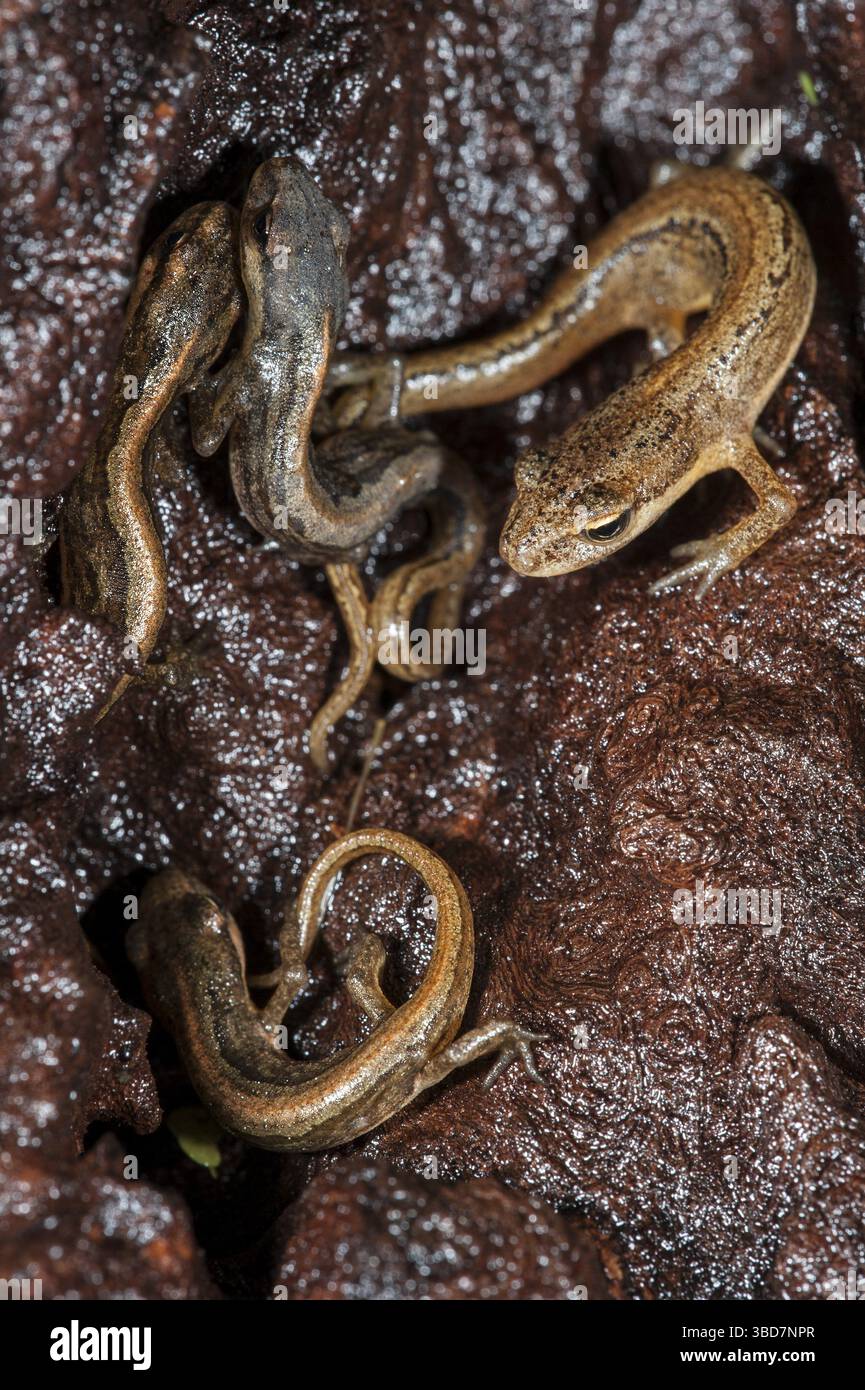 Tree Newt Adult and juvenile smooth newts, common newt (Triturus vulgaris ...