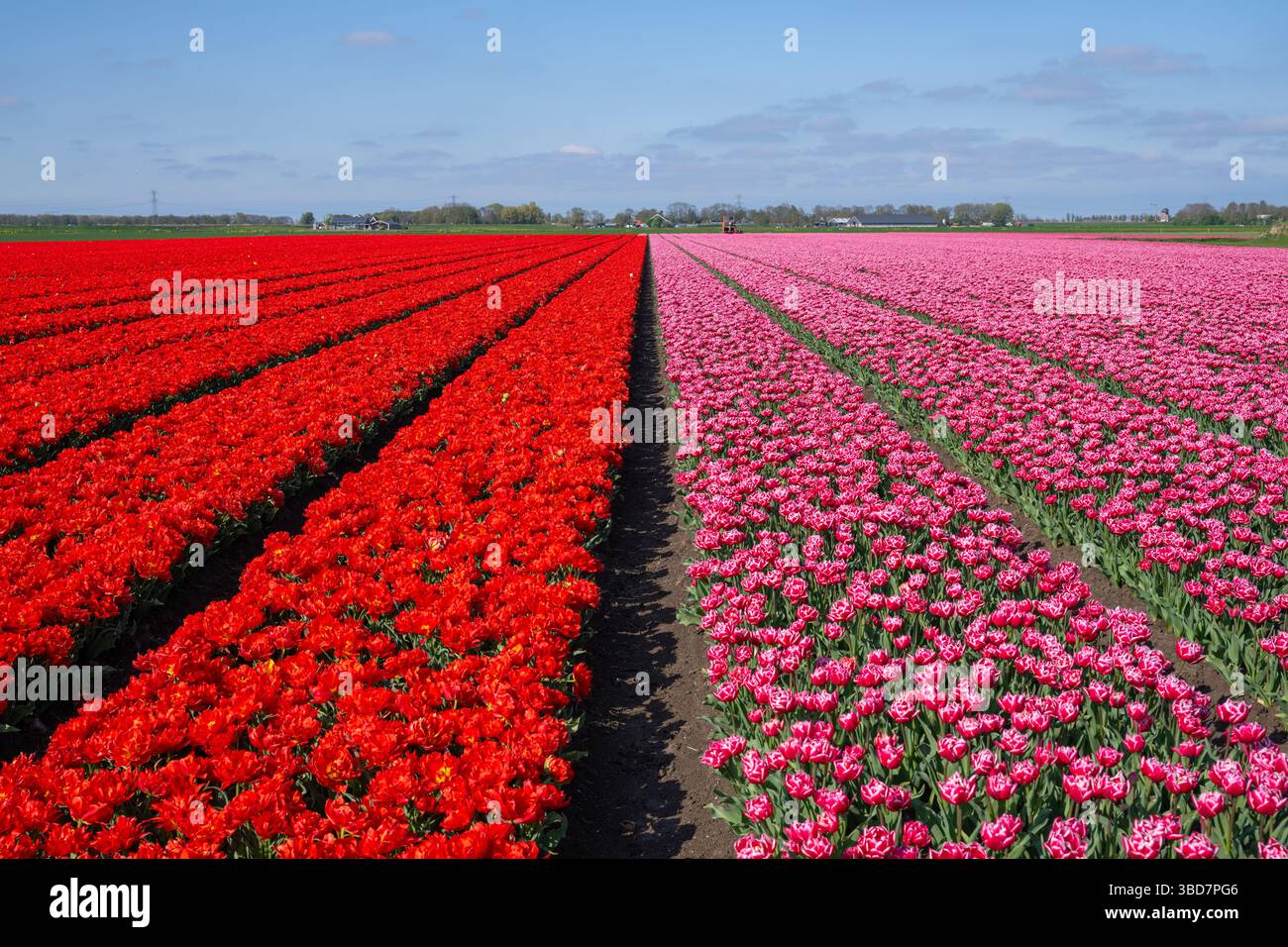Colorful tulip fields in the Dutch countryside Stock Photo - Alamy