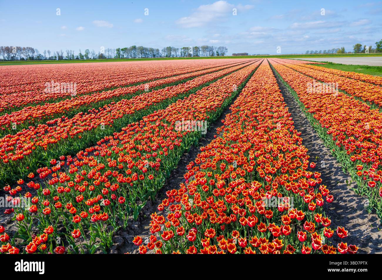 Red tulip fields in the Dutch countryside Stock Photo - Alamy