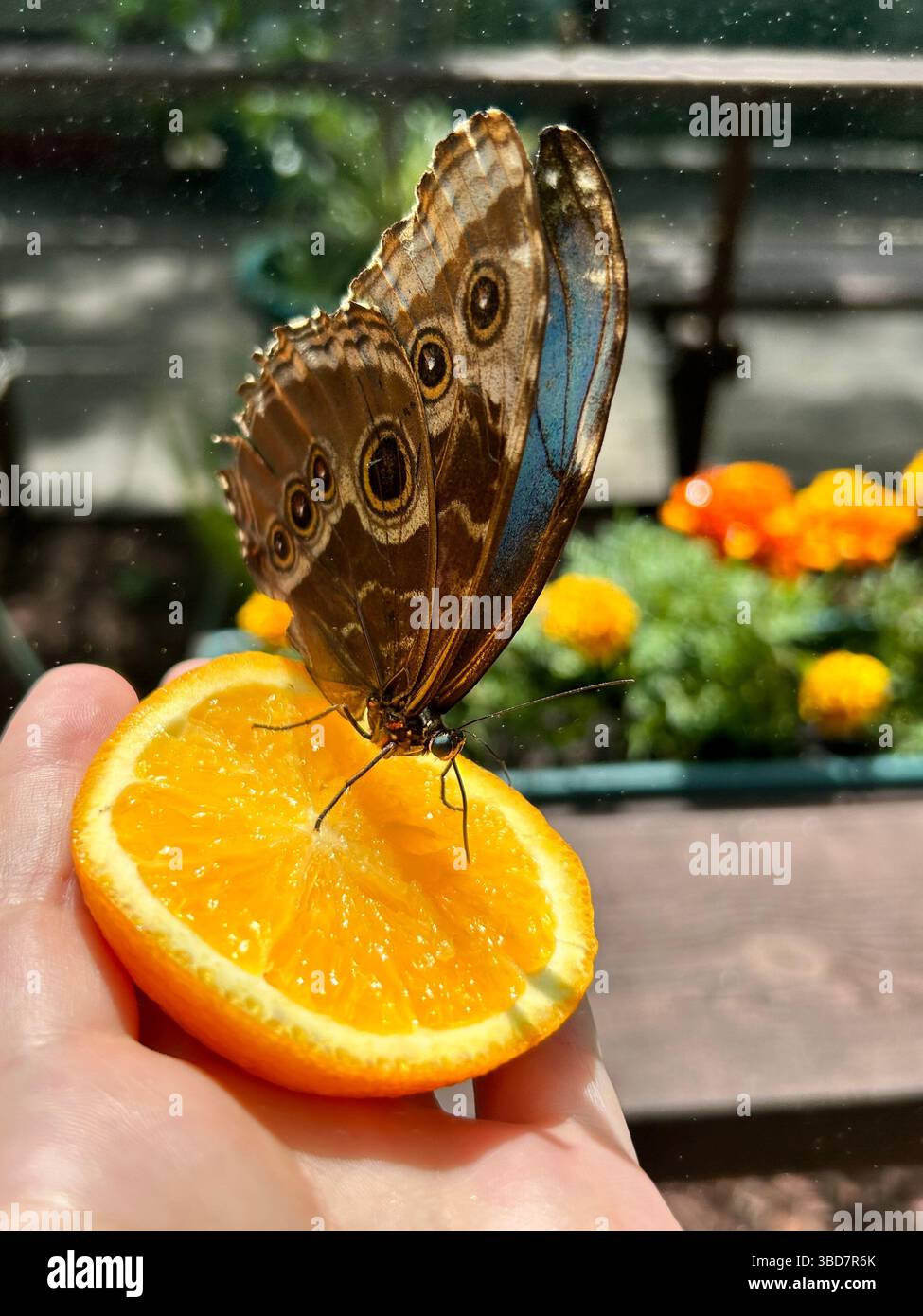 Close-up of butterfly (Morpho peleides) feeding on a slice of orange, help in a human hand. Bright marigolds blurred in the blackground - Smartphone Captured Stock Image