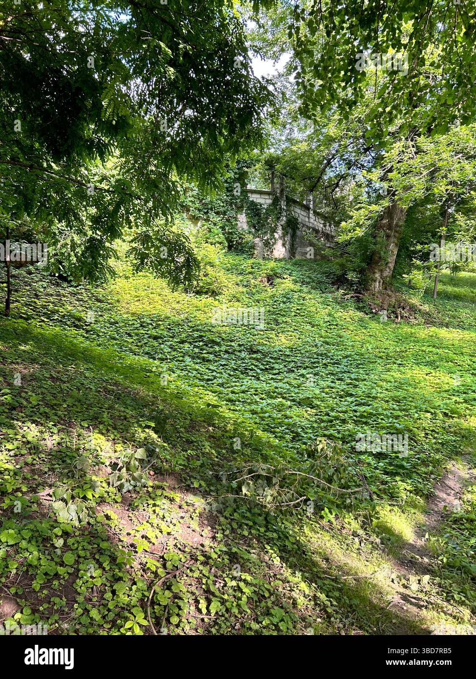 Majestic green trees in the park of Chisinau. The photo was taken on a hot summer day in sunny weather, these trees are at least 100 years old, consid - Smartphone Captured Stock Image
