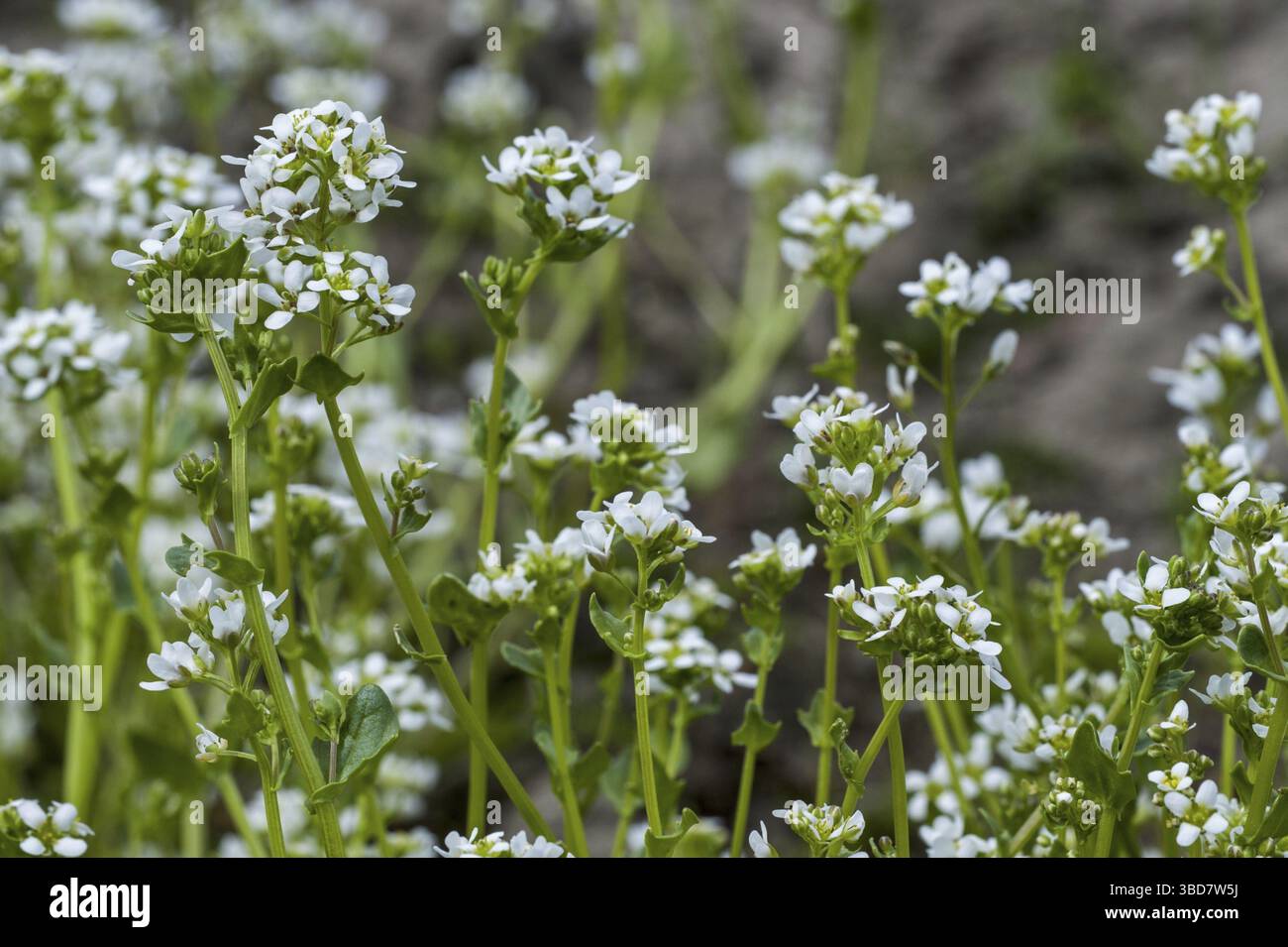 Common scurvygrass (Cochlearia officinalis), scurvy-grass, spoonwort in ...