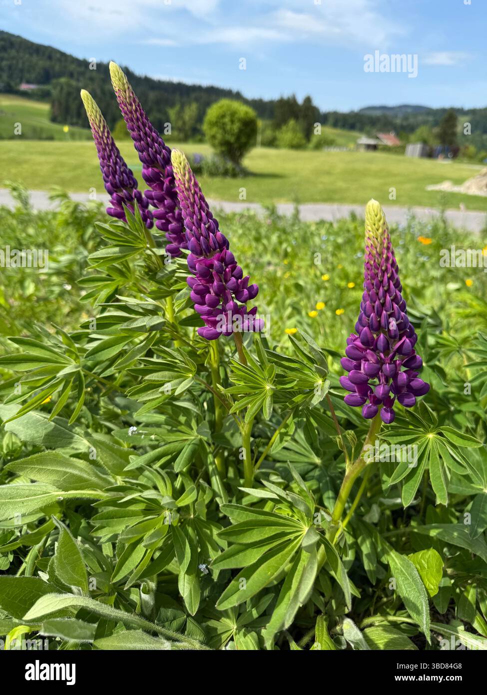 Blooming Lupines in Alpine Landscape - Smartphone Captured Stock Image