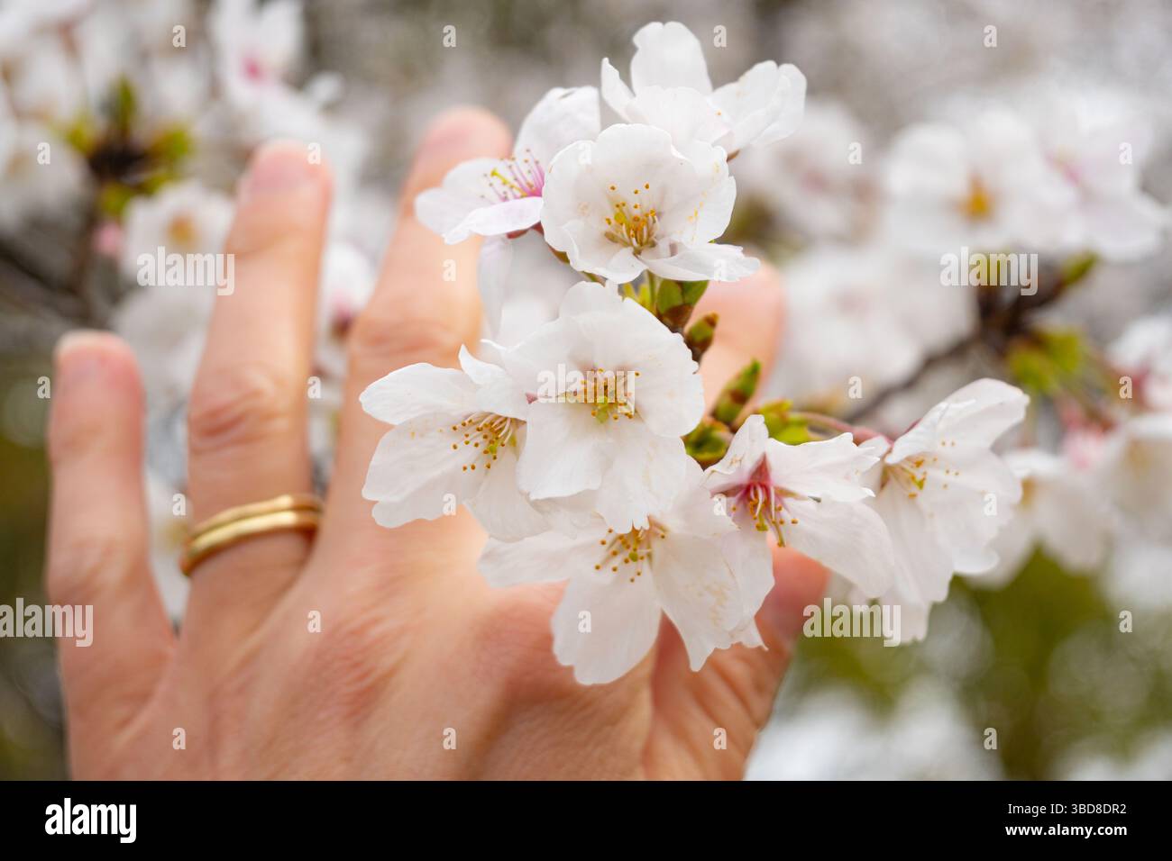 A woman's hand picking cherry blossoms outdoor during spring Stock Photo