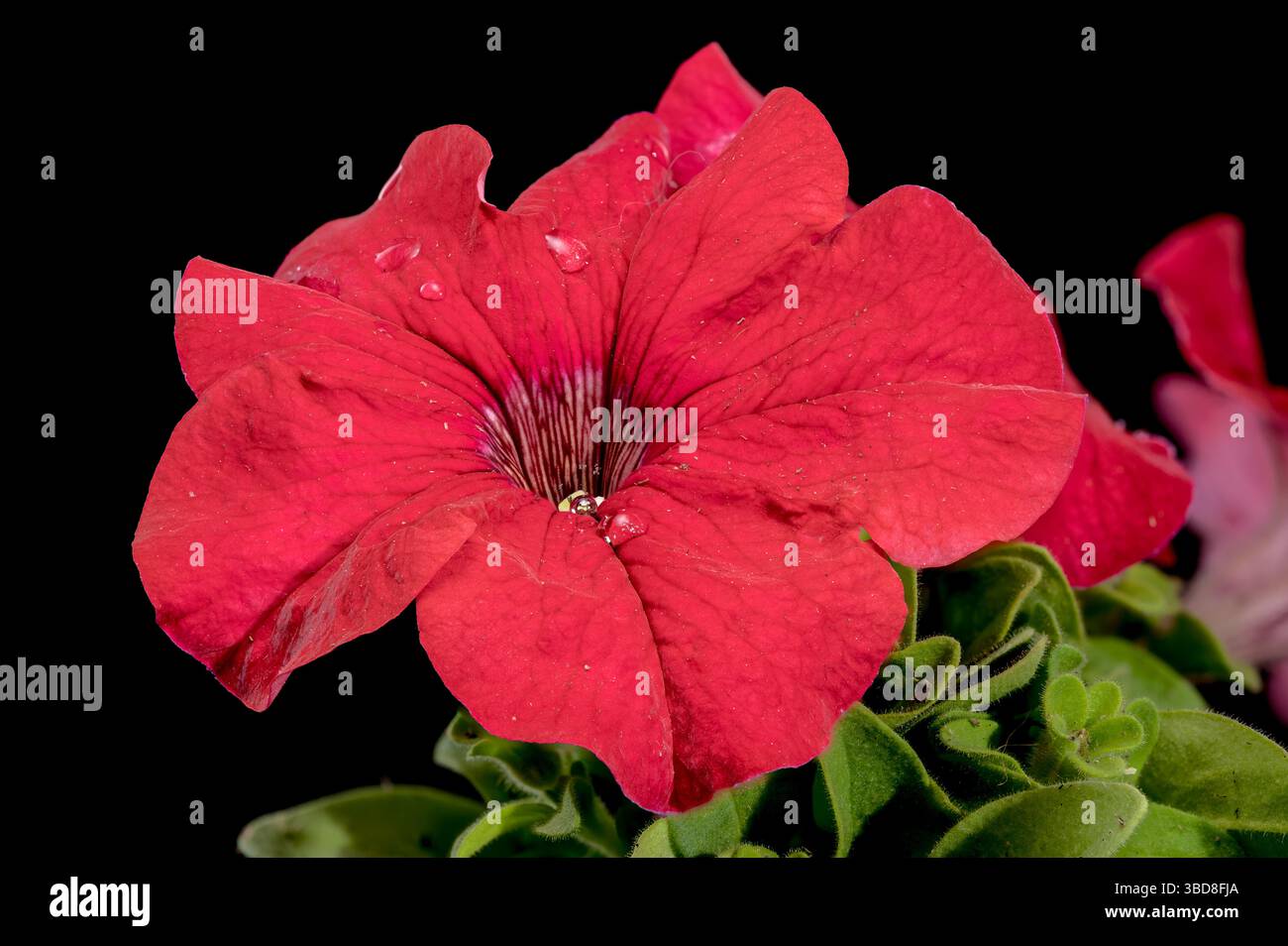 Vibrant Red Petunias with Water Droplets on Black Stock Photo