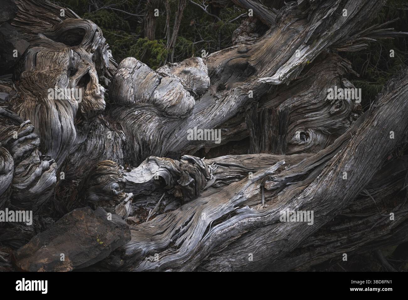 Native canary flora hi-res stock photography and images - Alamy