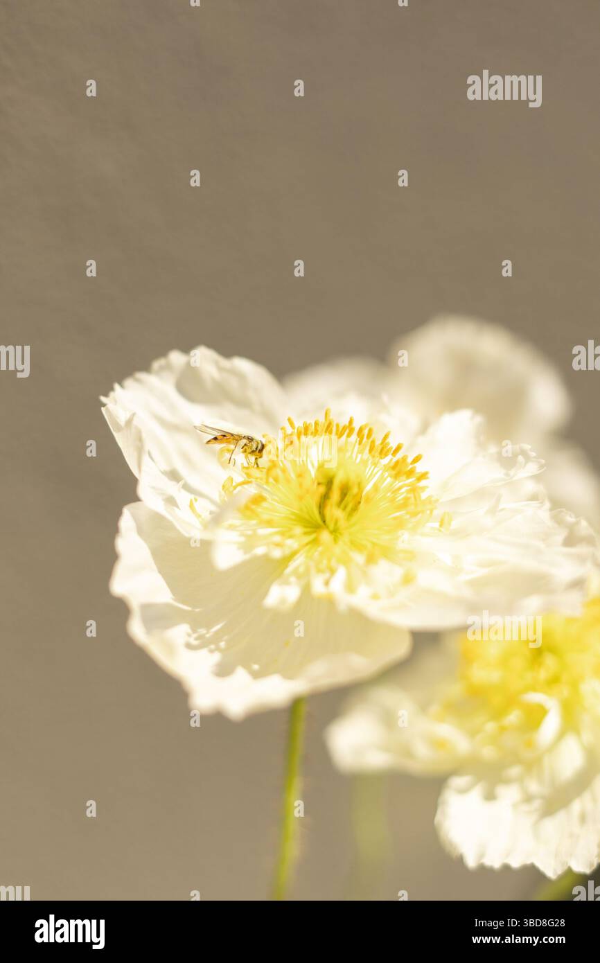 Hoverfly on white iceland poppy flower in spring on minimal background Stock Photo