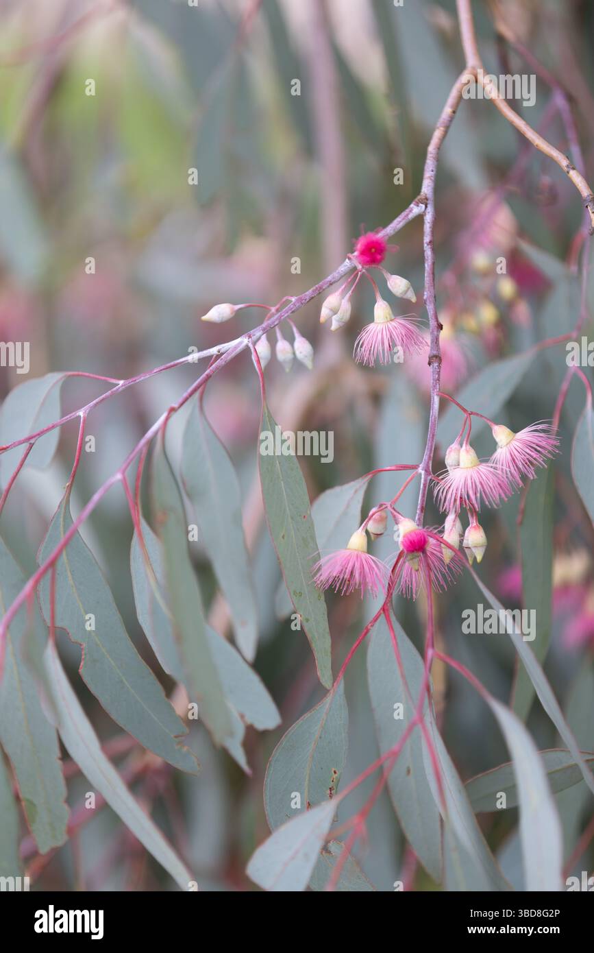 Pink eucalyptus leaves hi-res stock photography and images - Alamy