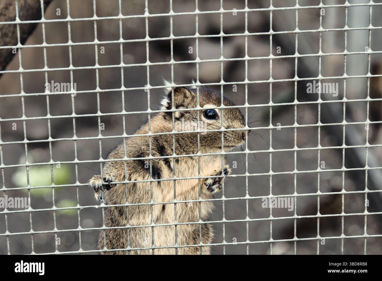 chipmunk wildlife animal sweet nature Stock Photo