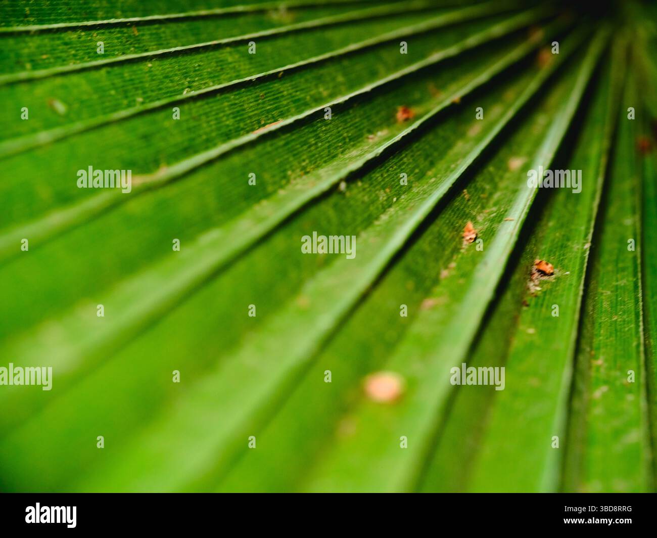 Close up view of vibrant green palm leaf showcasing intricate vein ...