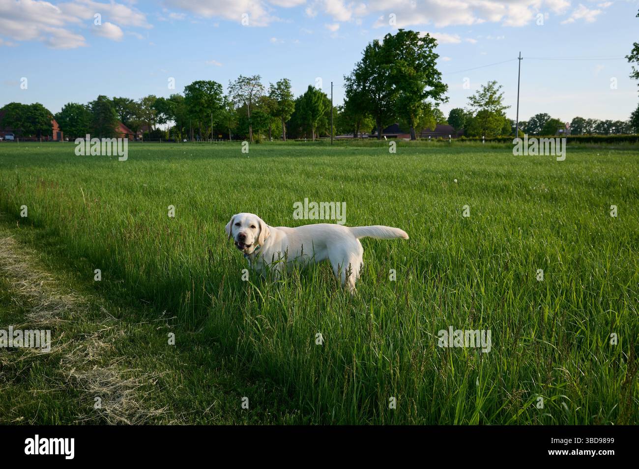 Labrador dog eating hi-res stock photography and images - Alamy