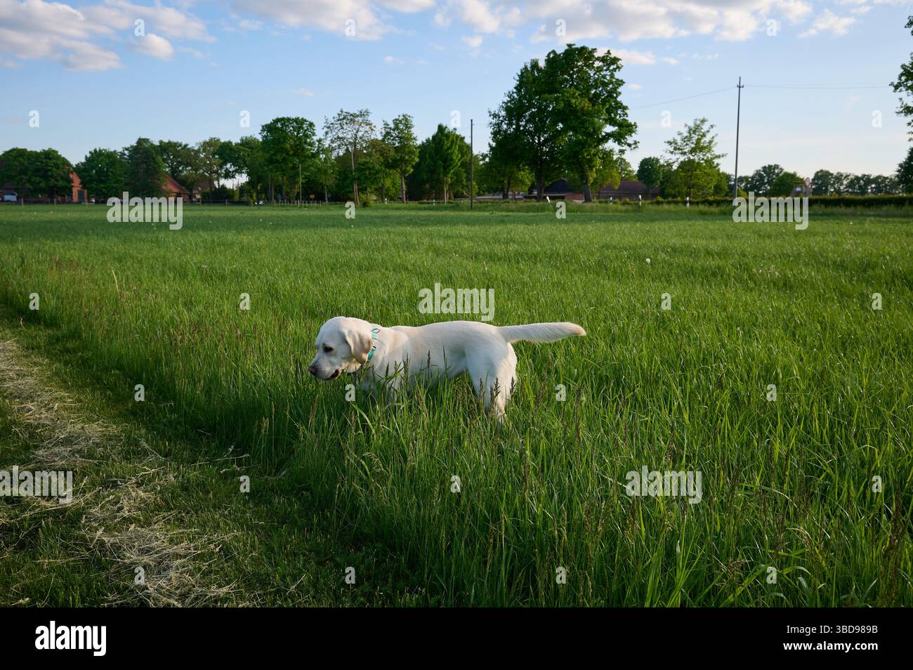 Dog eating grass hi-res stock photography and images - Alamy