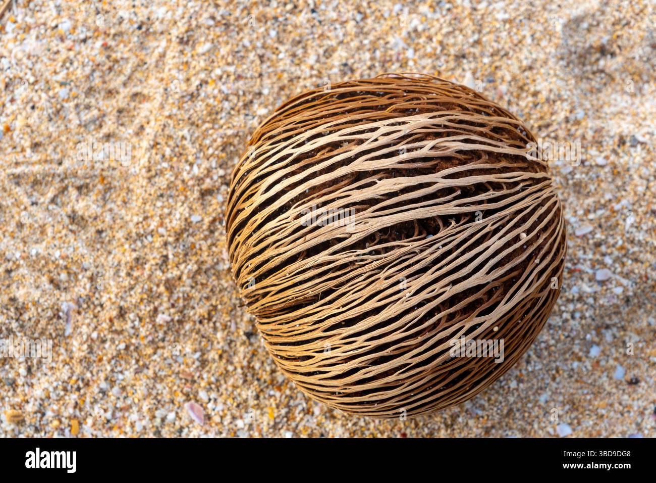 Brown coconut sits on a sandy beach. The fruit is surrounded by small pebbles and shells Stock Photo
