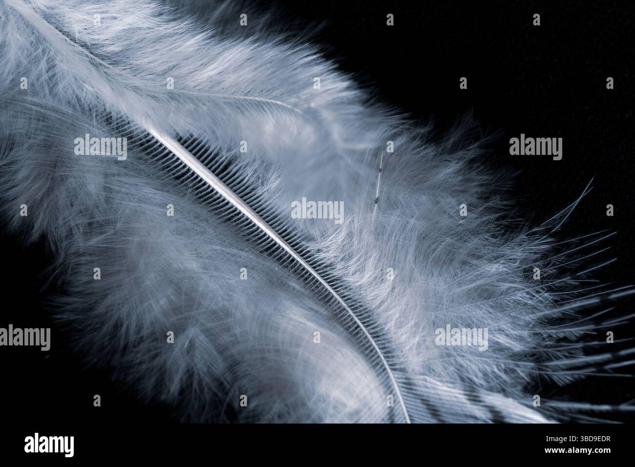 Feather close up with coll tones Stock Photo