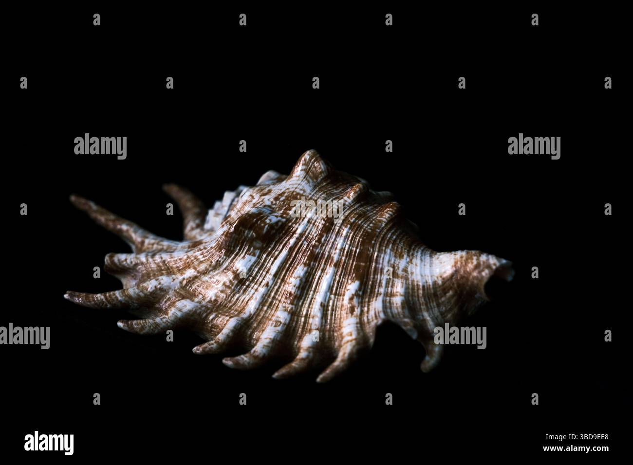 Fine detail on single sea shell on black background Stock Photo