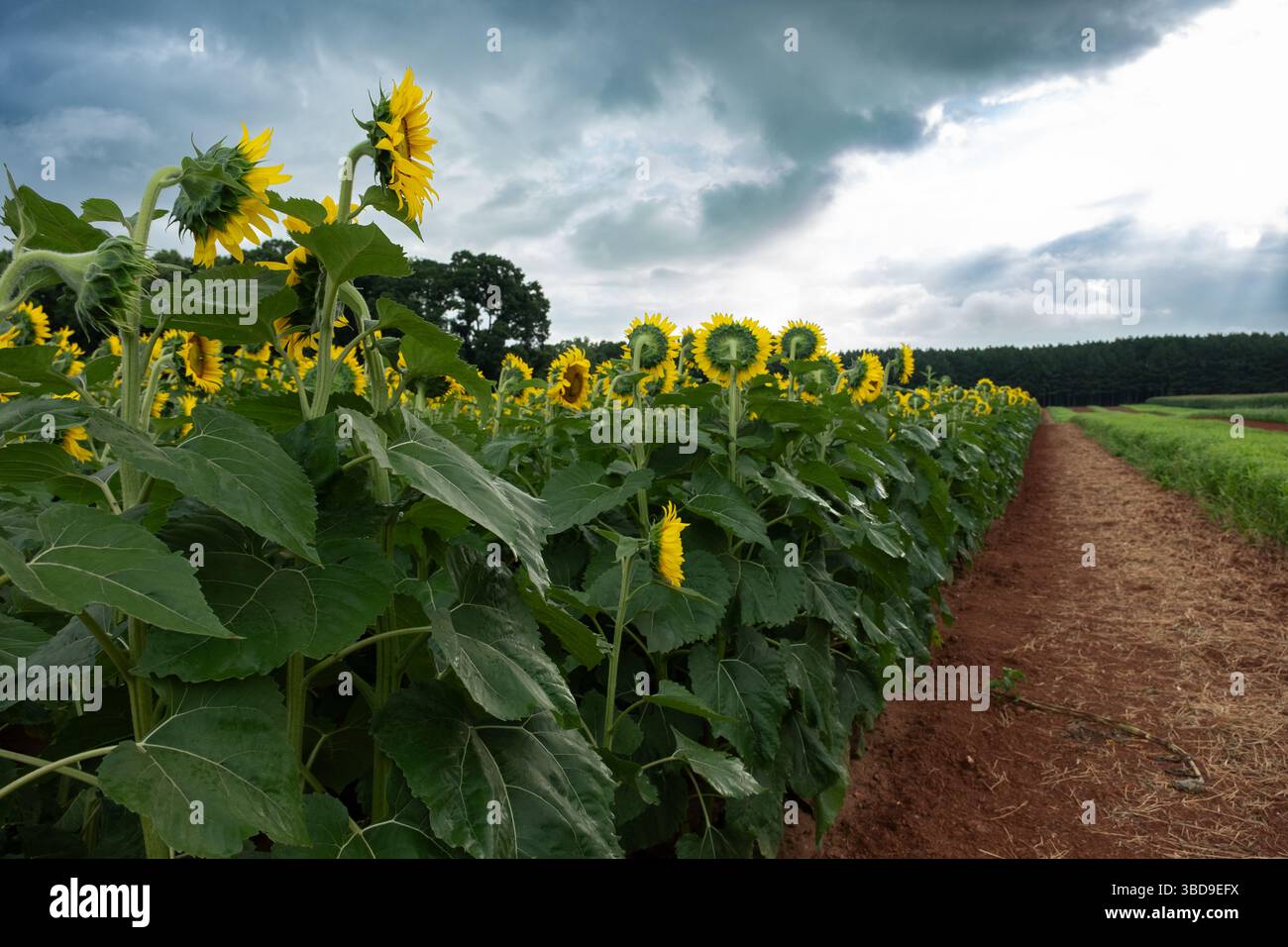 Dramatic storm clouds gather over suflower field Stock Photo