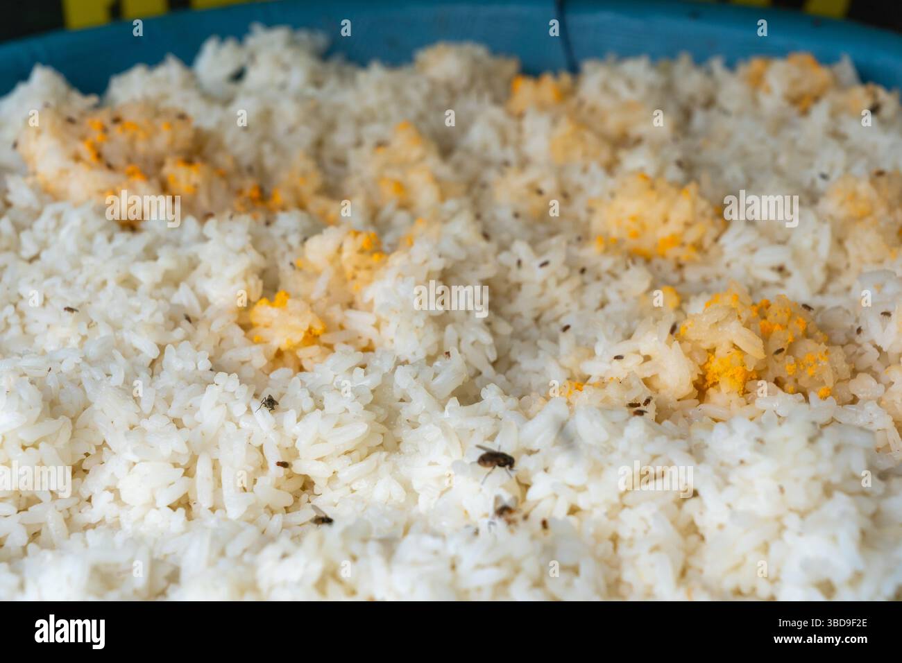 dry, stale rice swarmed by flies. Blue plate of rice with a yellow ...