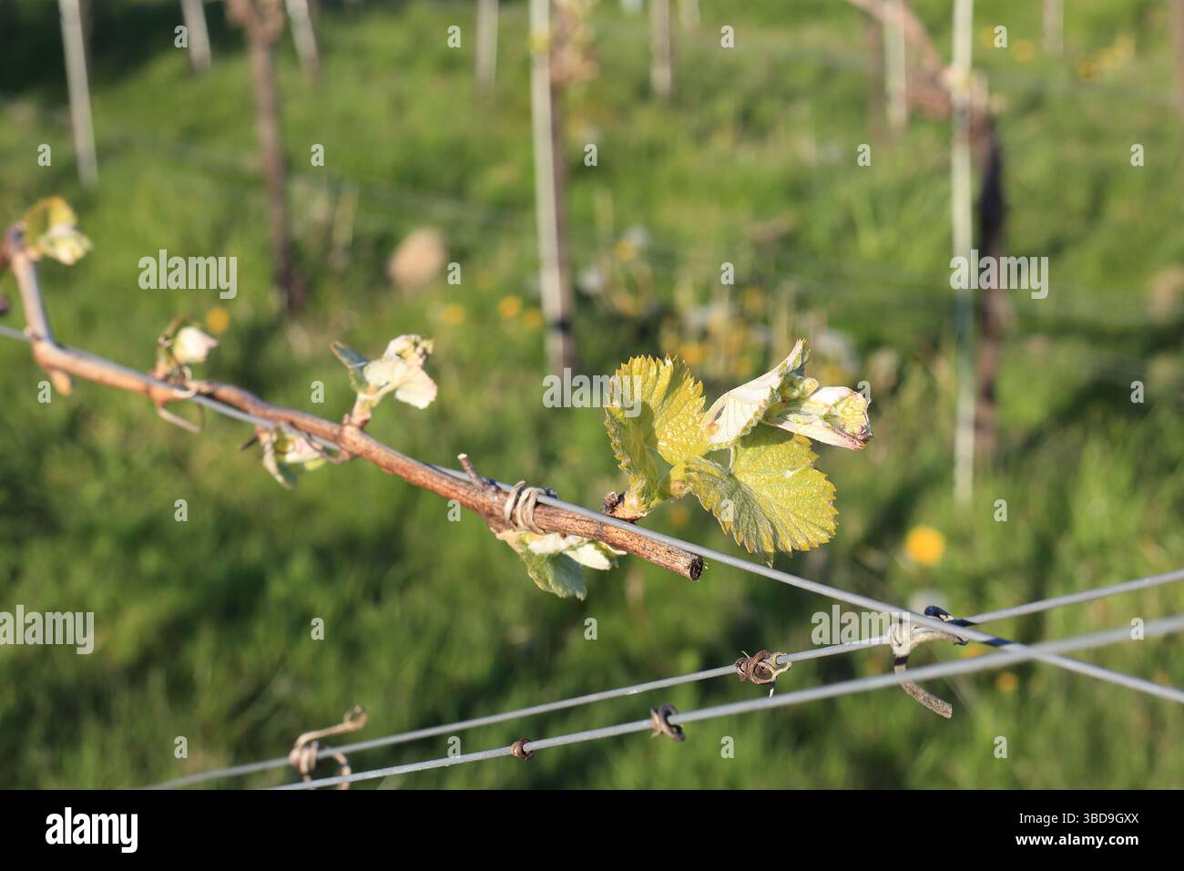 Leaf Bust On Vines In English Vineyard At The Street East Brabourne leaf-bust-on-vines-in-english-vineyard-at-the-street-east-brabourne