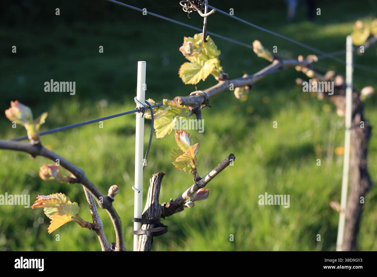 Leaf Bust On Vines In English Vineyard At The Street East Brabourne leaf-bust-on-vines-in-english-vineyard-at-the-street-east-brabourne