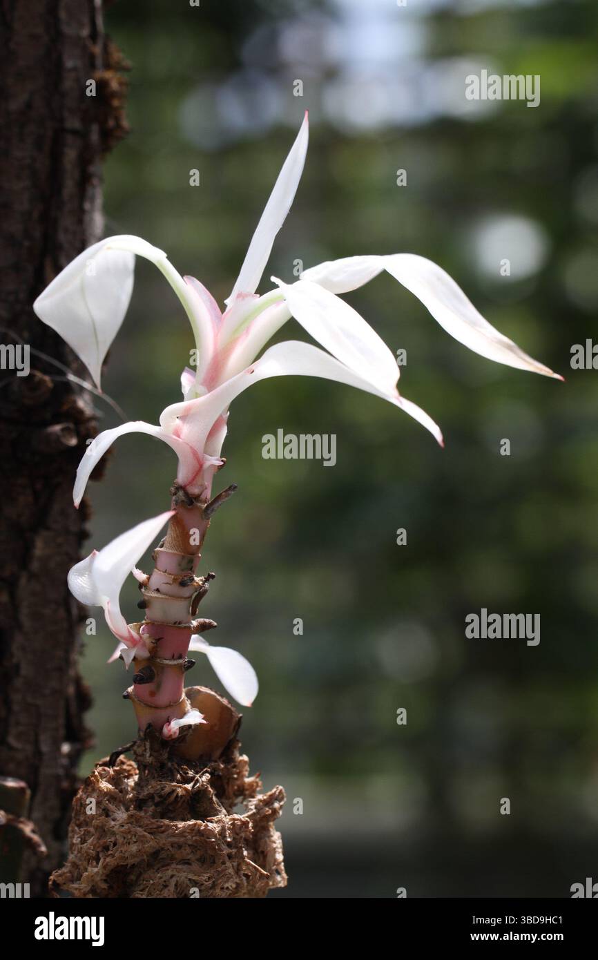 philodendron sword Philodendron Silver sword Large