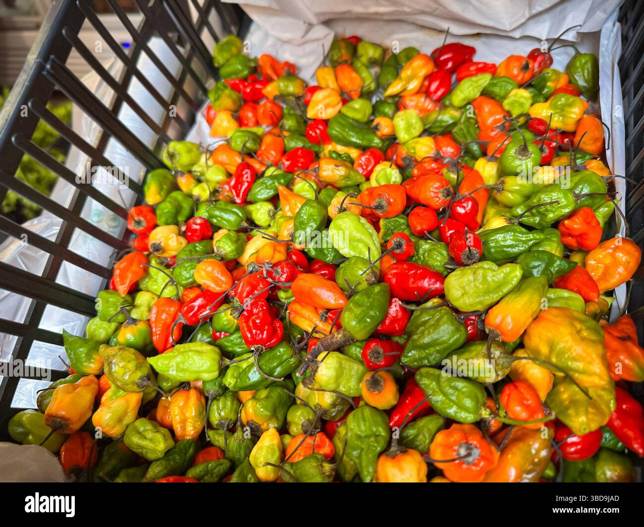 A large basket filled with vibrant red, green, and orange habanero peppers at a market stall, showcasing their colorful variety - Smartphone Captured Stock Image