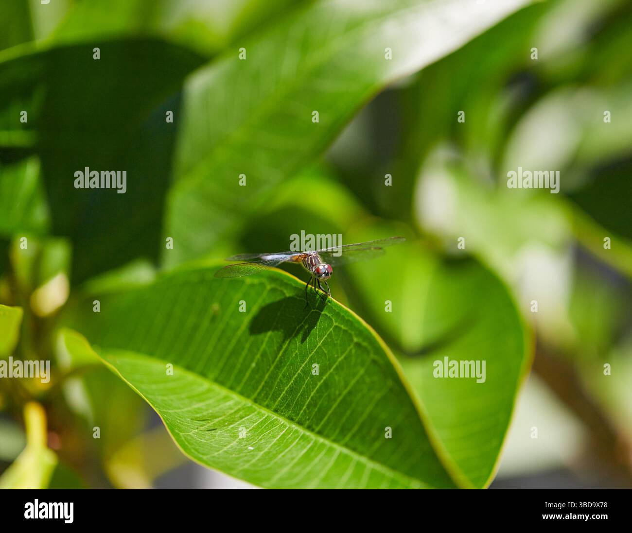 Dragonflies resting on leaves and flowers during feeding on a hot southeastern summers day! Stock Photo