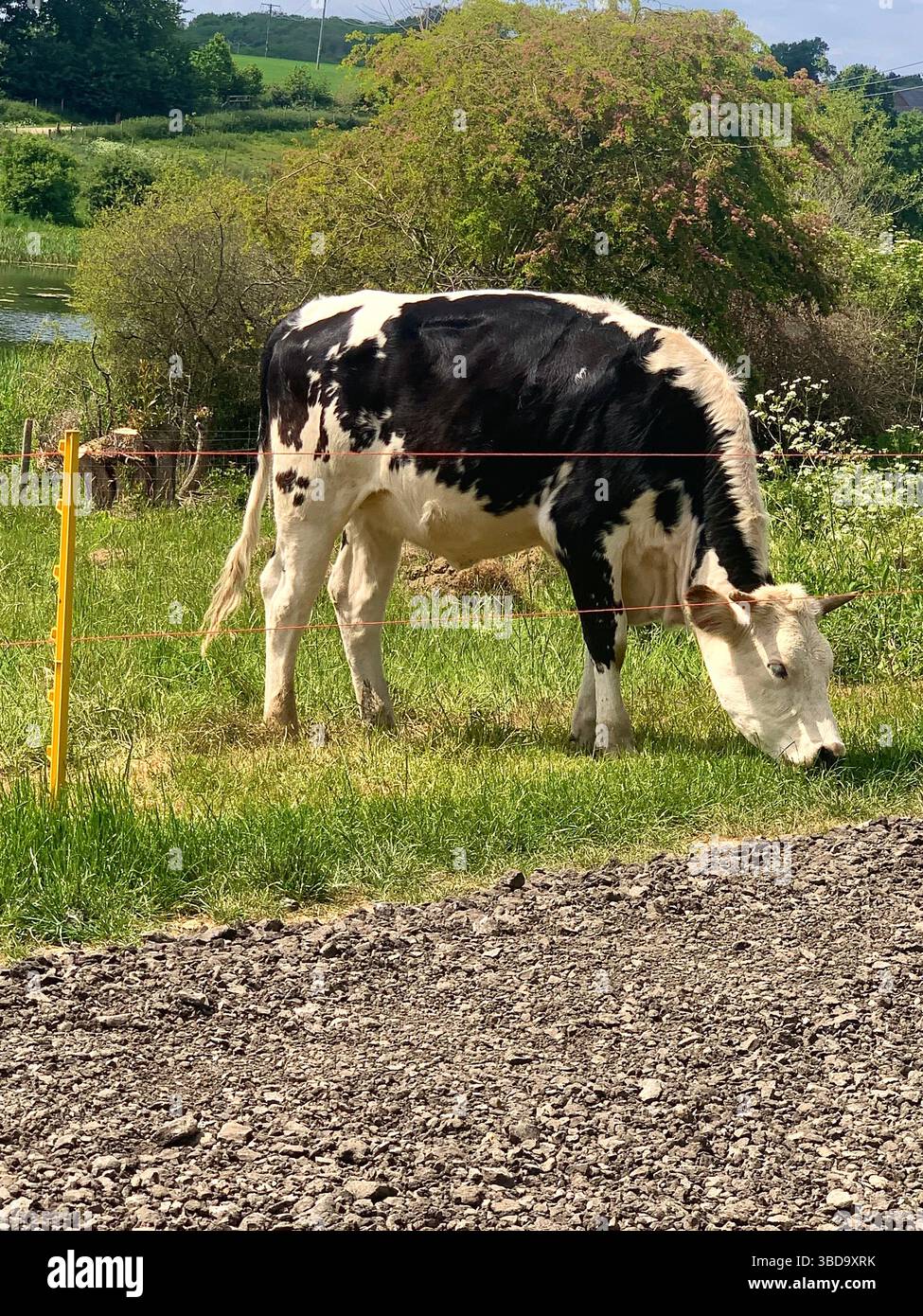cow cows field fields animal animals eat eating hungry black and white roaming roam electric fencing fence young grass graze grazing play playing - Smartphone Captured Stock Image