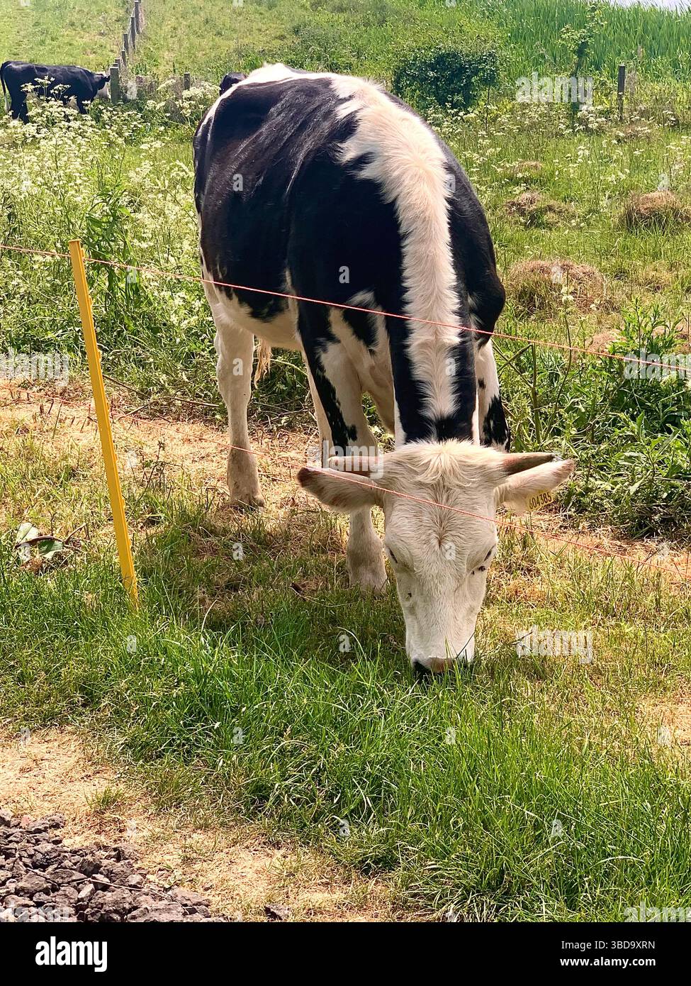 cow cows field fields animal animals eat eating hungry black and white roaming roam electric fencing fence young grass graze grazing play playing - Smartphone Captured Stock Image