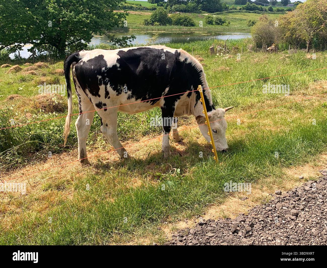 cow cows field fields animal animals eat eating hungry black and white roaming roam electric fencing fence young grass graze grazing play playing - Smartphone Captured Stock Image