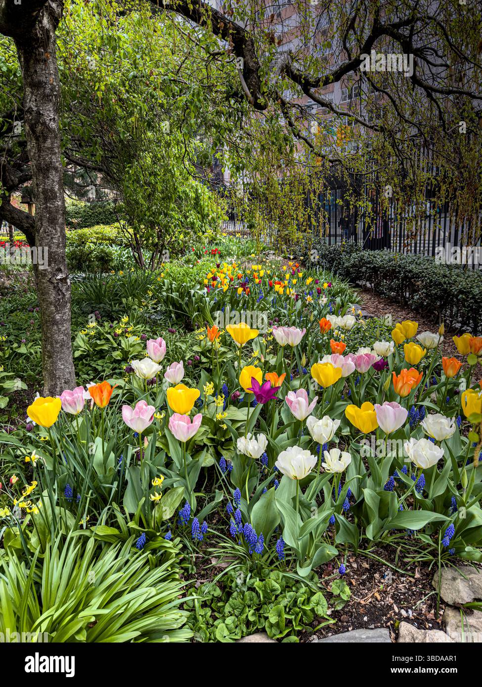 Flowerbed of colorful tulips, Jefferson Market Garden, Greenwich Village, New York City, New York, USA - Smartphone Captured Stock Image