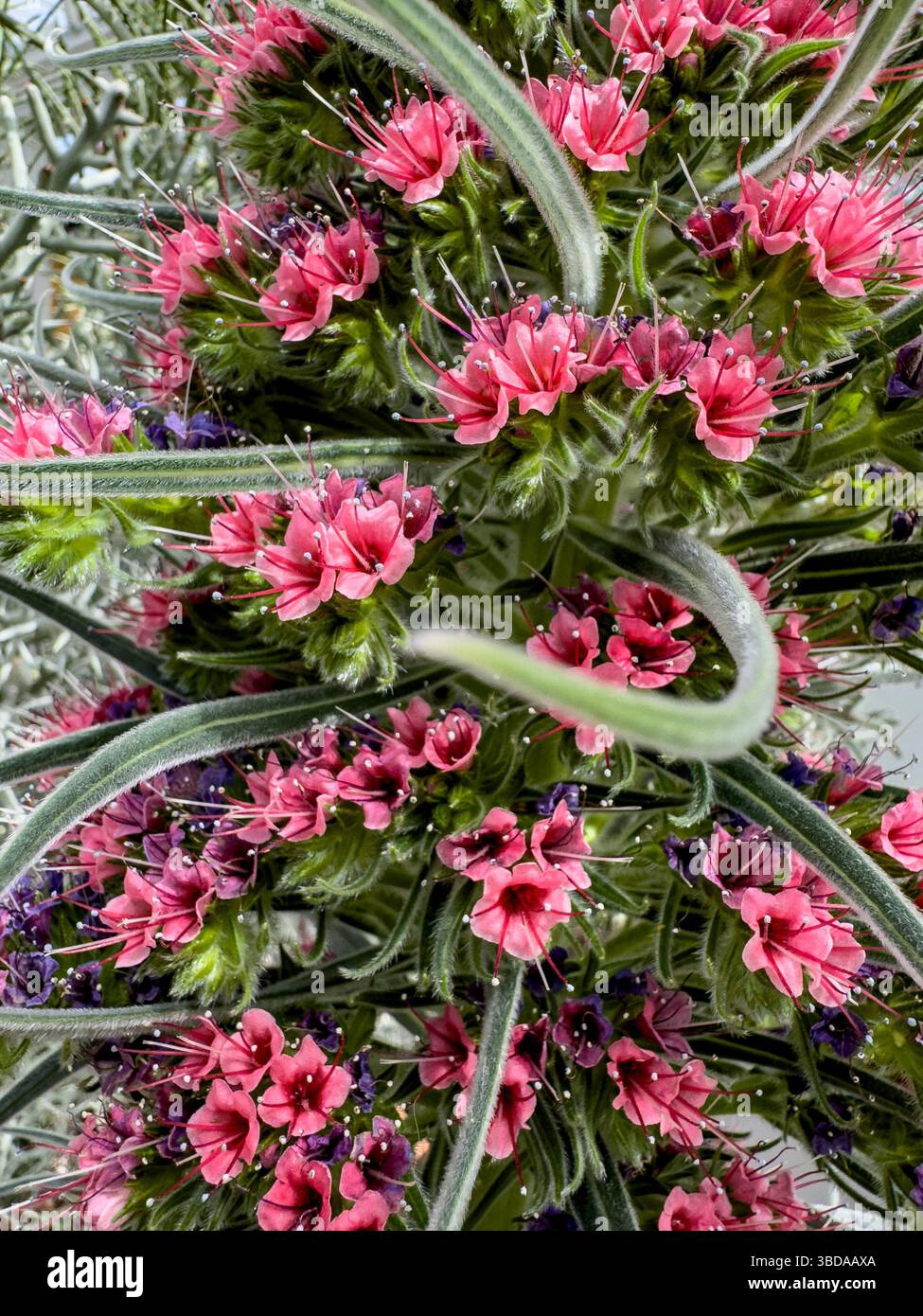Tower of Jewels, Echium wildpretii, Boraginaceae, a herbaceous biennial plant native to the Canary Islands - Smartphone Captured Stock Image