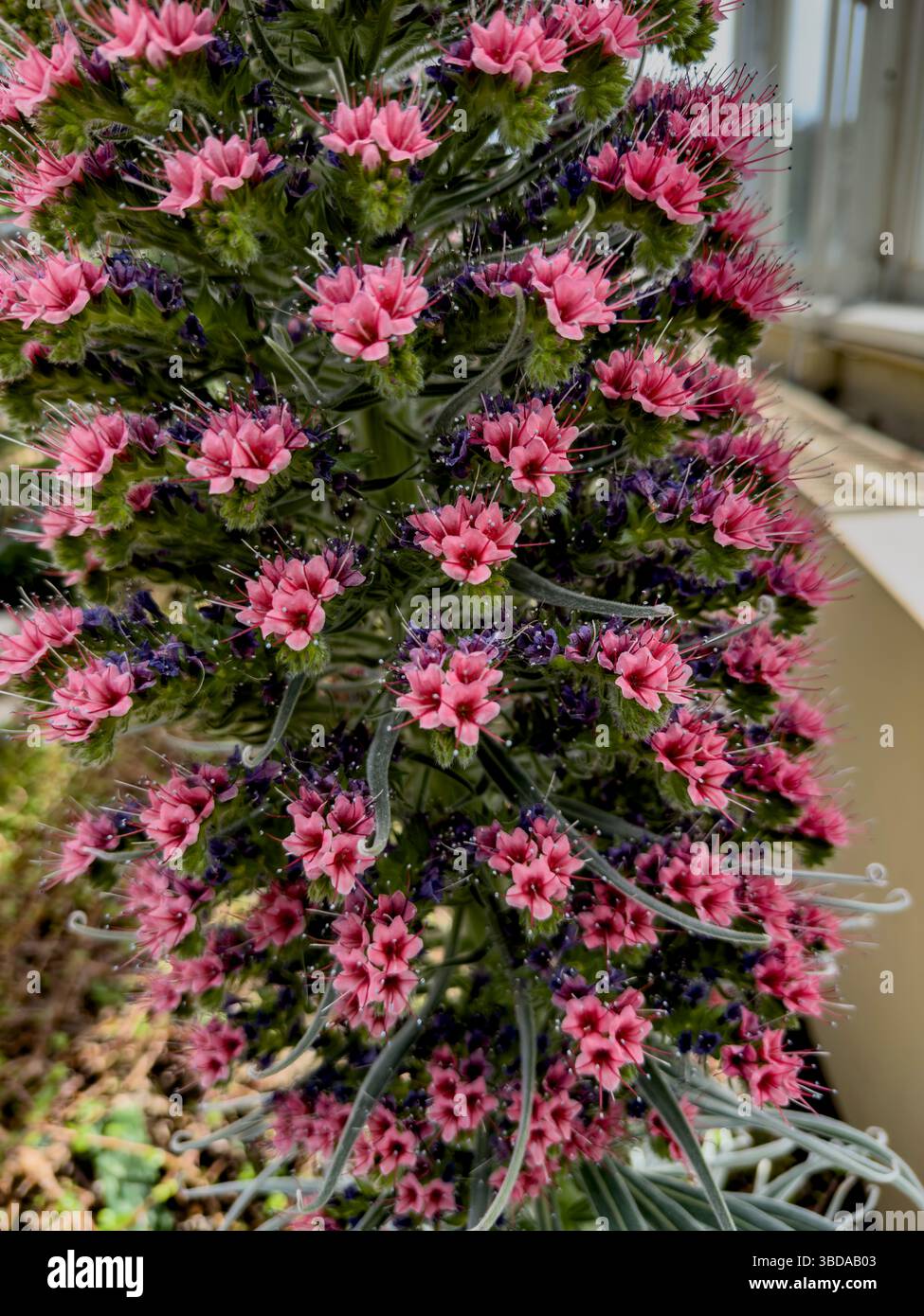 Tower of Jewels, Echium wildpretii, Boraginaceae, a herbaceous biennial plant native to the Canary Islands - Smartphone Captured Stock Image