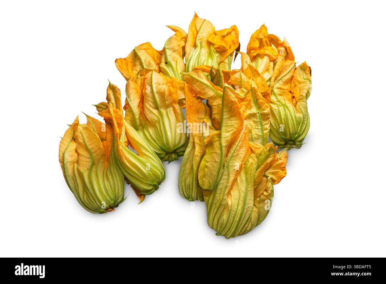 Fresh squash blossoms , zucchini blossoms isolated on white with clipping path included Stock Photo