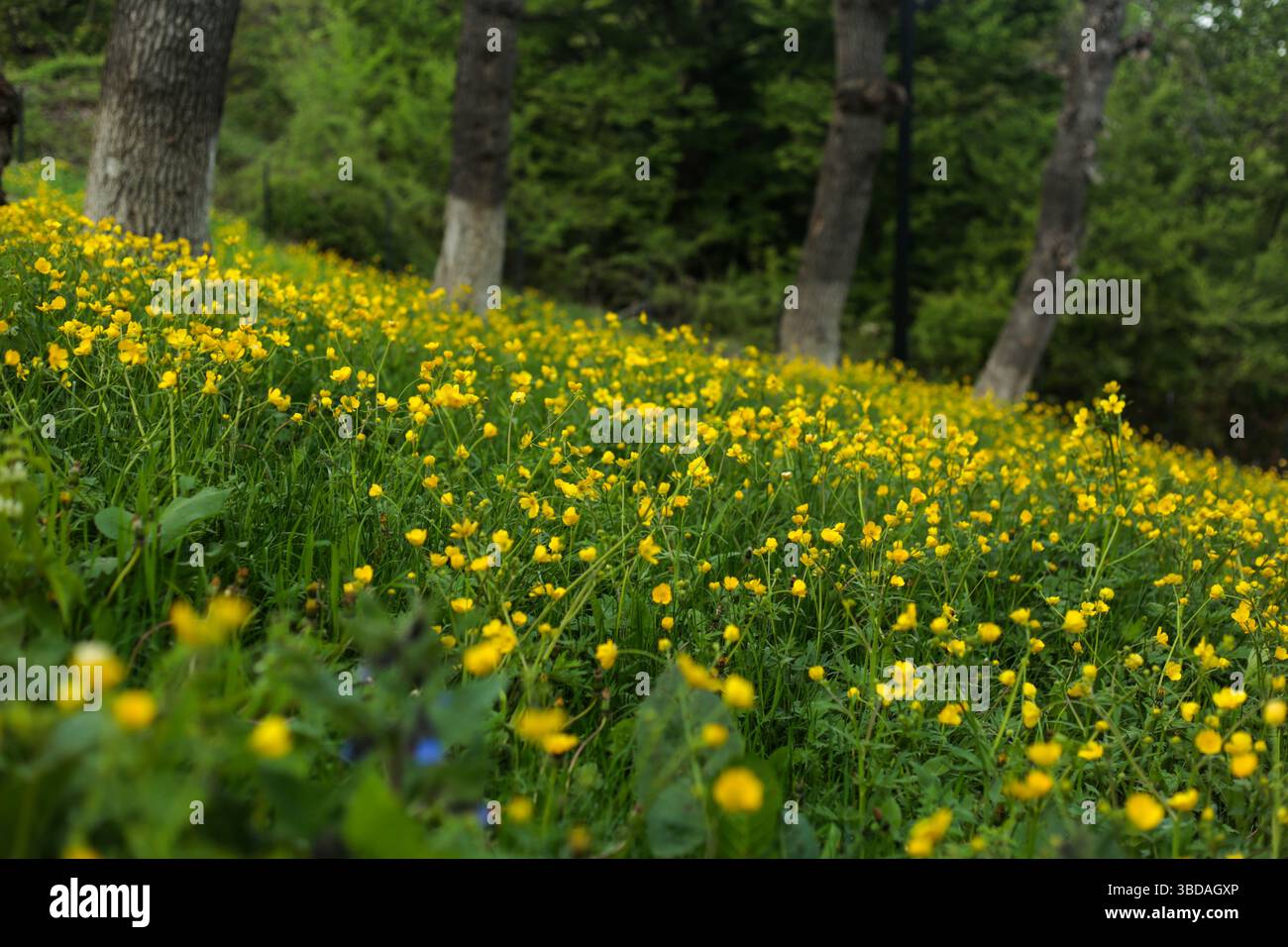 Serene forest meadow wildflowers hi-res stock photography and images ...