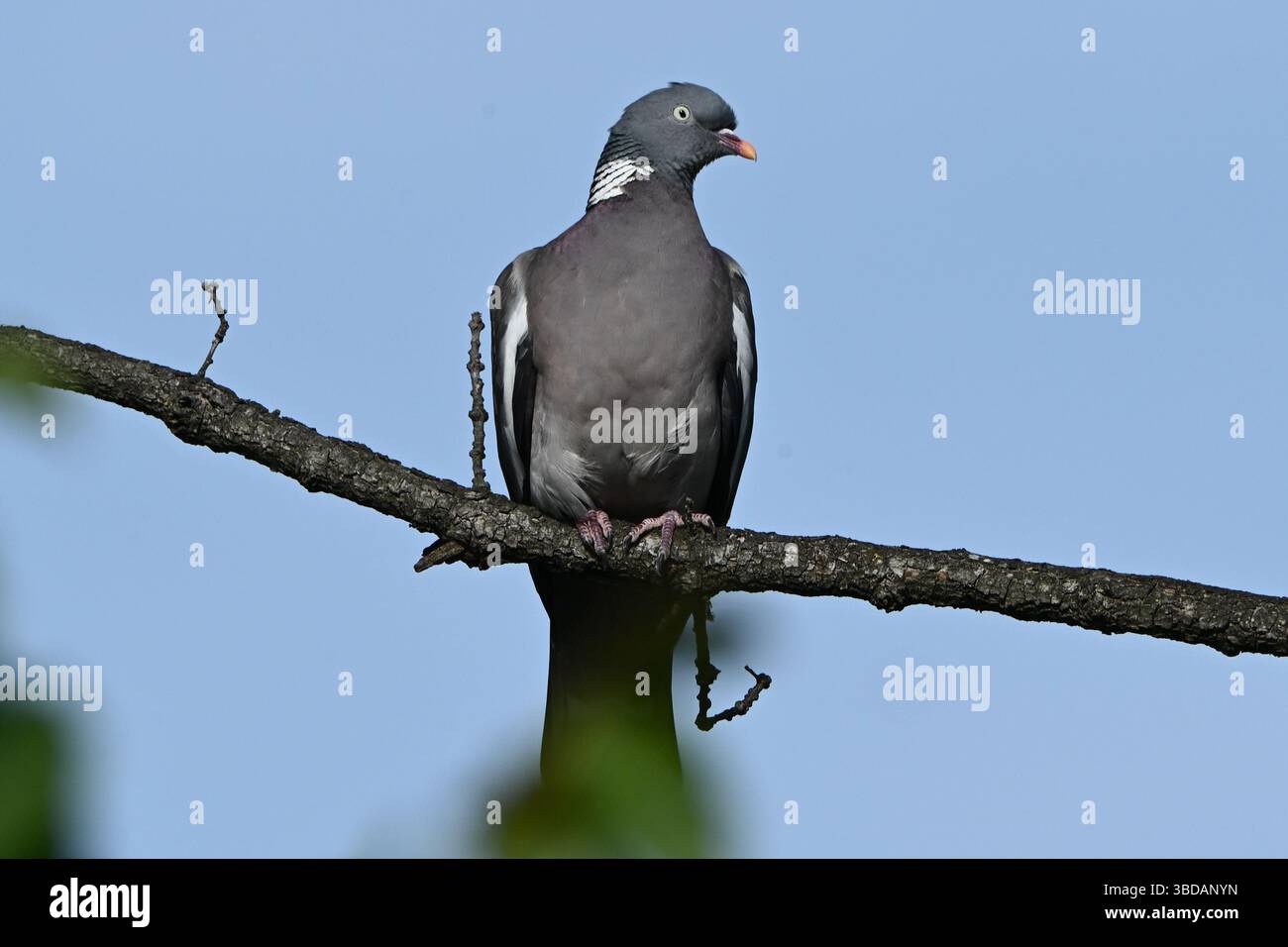 Giffoni Sei Casali Italy 23rd May 2025 Woodpigeon Columba Palumbus