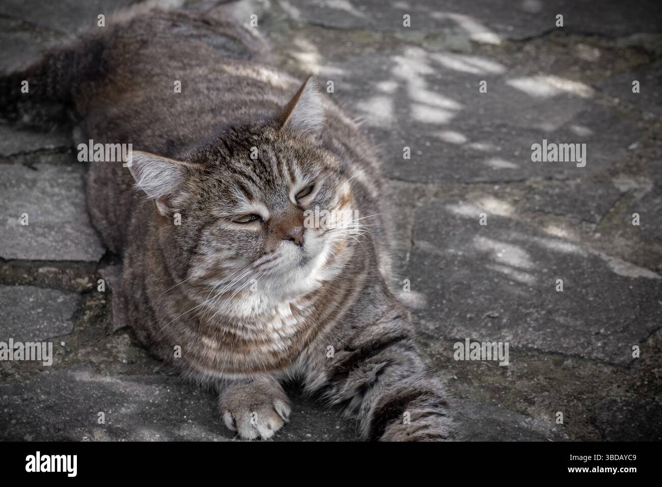 Monji, the Tabby cat, relaxing Stock Photo
